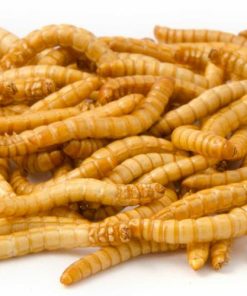 Mjölmask Levande c:a 70-100 st ( ca 30g )